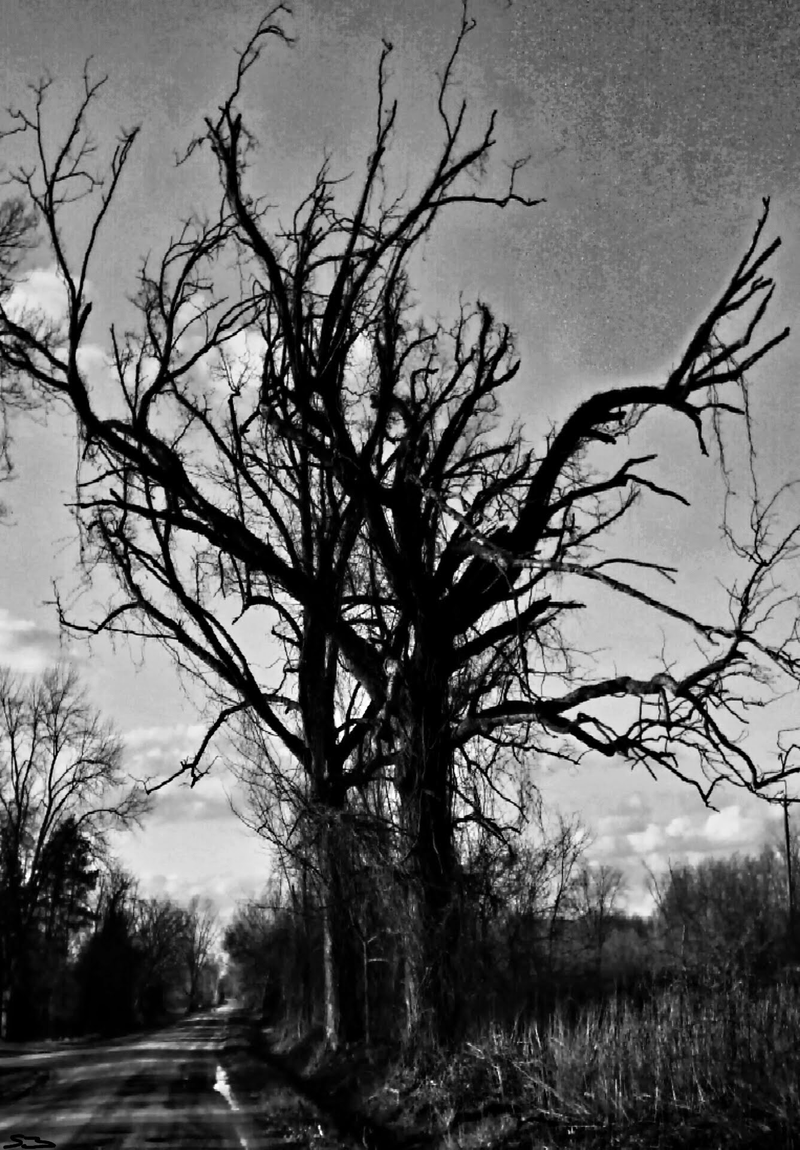 Illustration for article titled 27 Photos Of Barenaked Trees